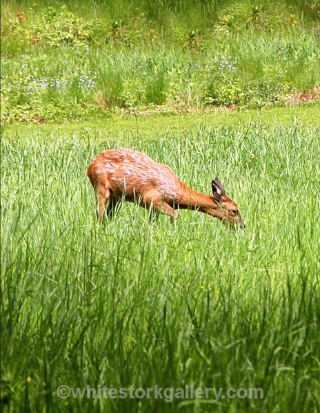 Island Deer - Wildlife and Animals