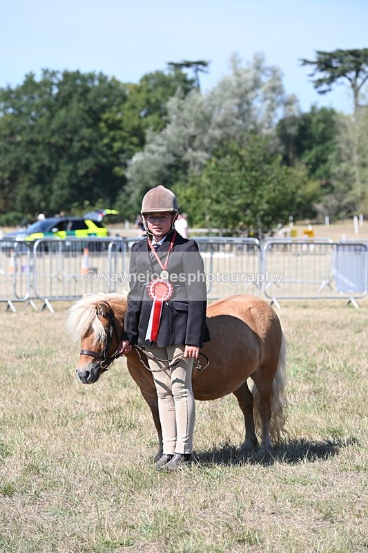 WJ6_8731 - Class 37b Best Loan Pony In-hand