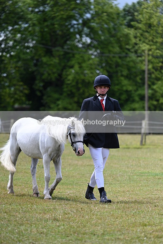 WJ7_6585 - Class 5 Handsome Gelding in hand