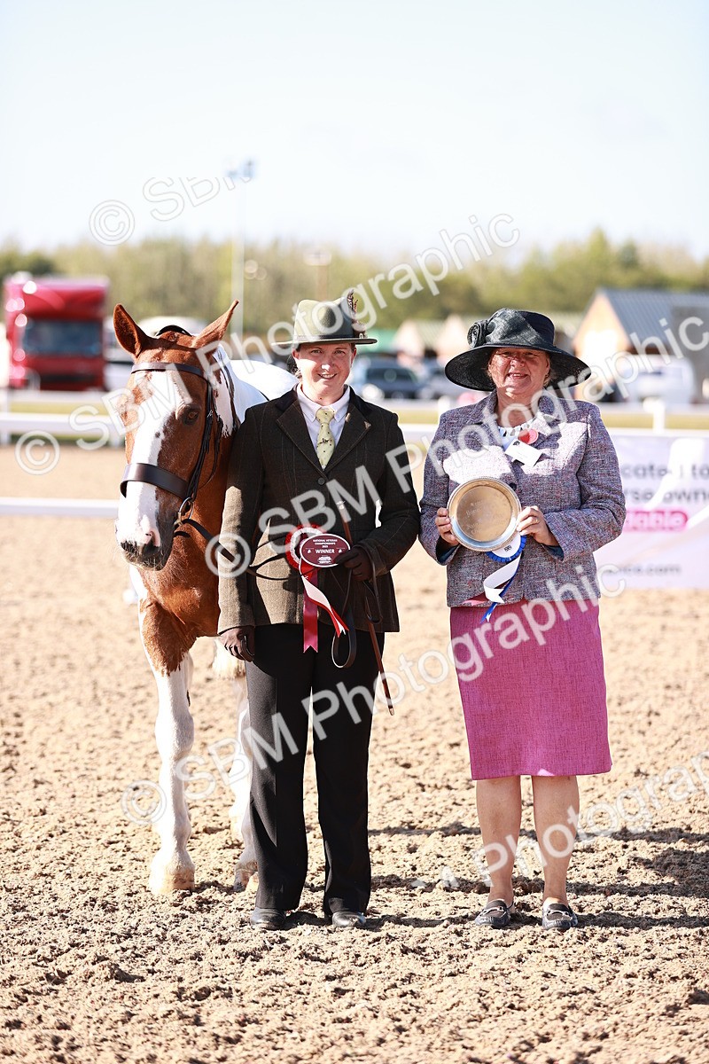 SBM_22047 - Class 702 - IH Show Horse-Pony
