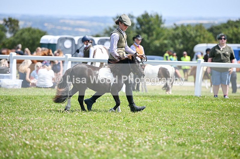 DSC_7343 - Class 62: Coloured Pony Youngstock