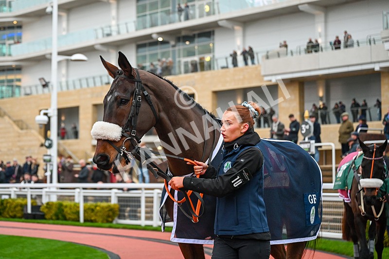 131224-Race 6-The Goffer-9997 - Race 6