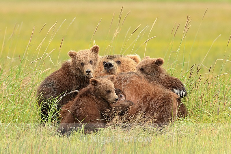 Brown Bear nursing three cubs, Silver Salmon Creek, Alaska - Brown Bear