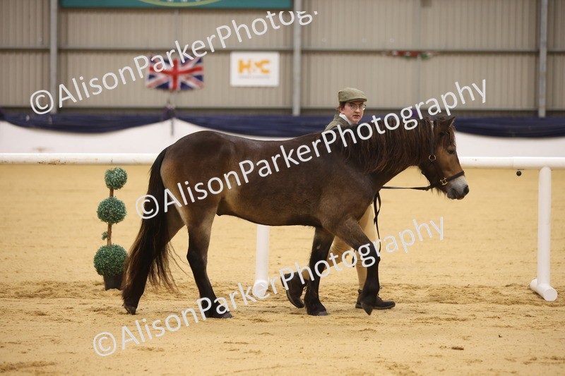 20260913-1044 - Class 109 - Bred On Exmoor In Hand