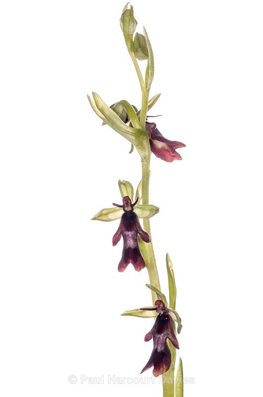  - WB: Orchids - Ophrys