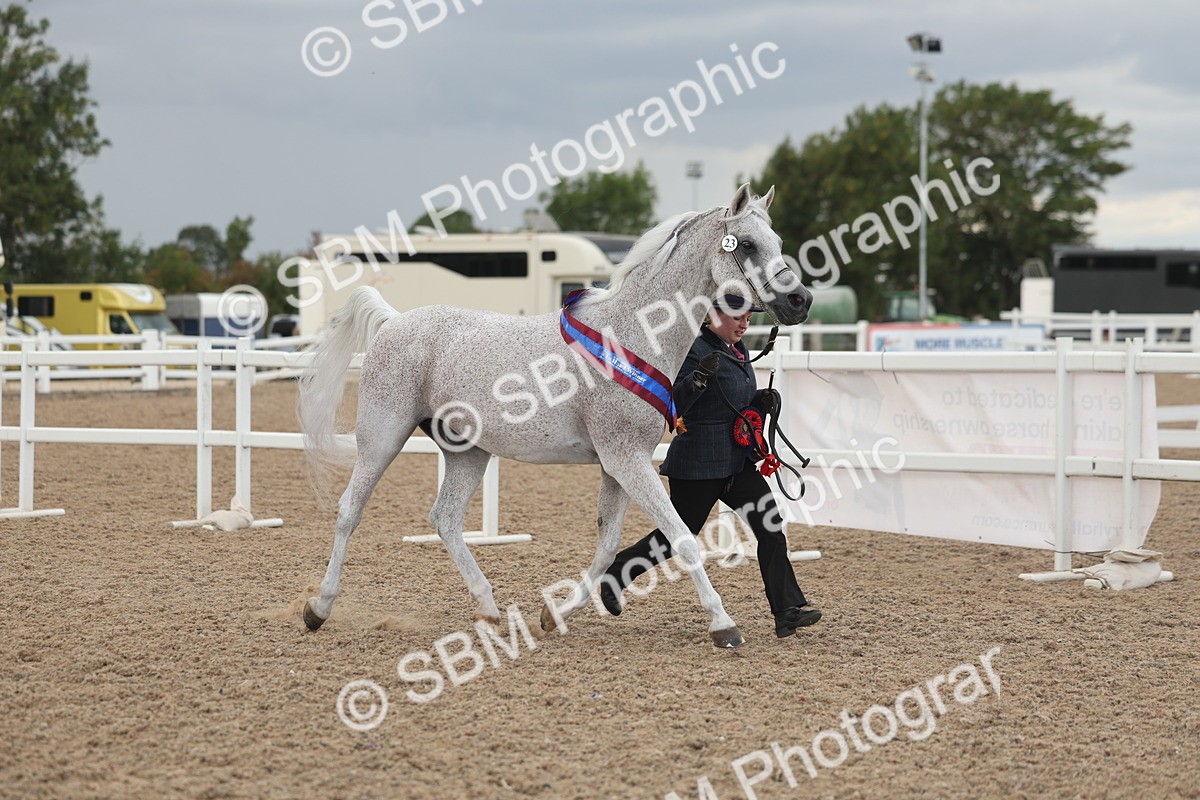 SBM_06938 - Class 25 - IH Foreign Breeds - Purebred