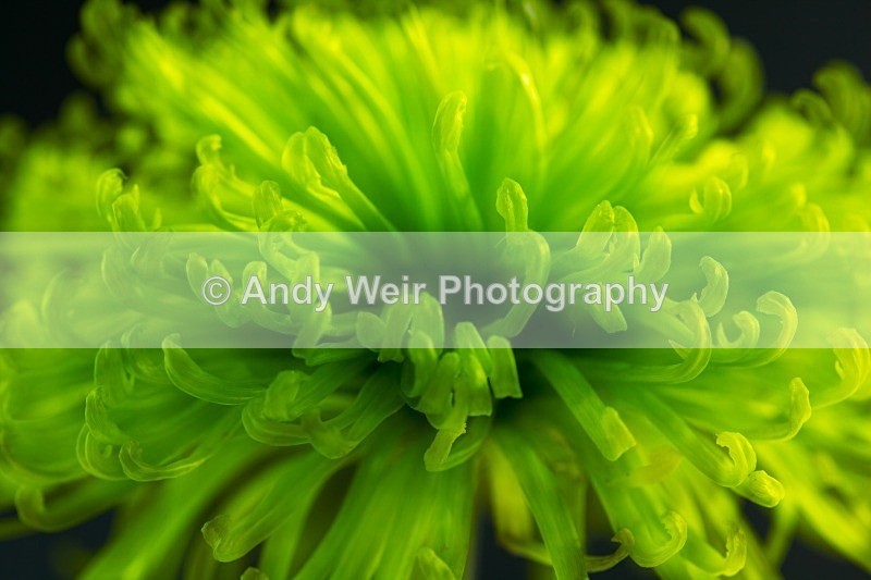 20120619-_MG_8988-1168 - Plants & Flowers