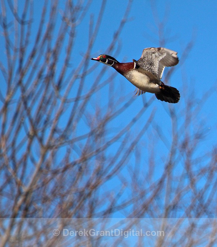 Color on the Wing - 1 - Birds of Atlantic Canada