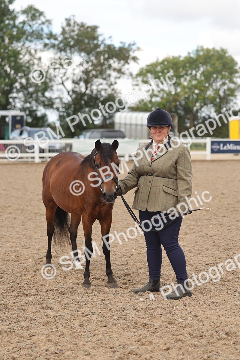 SBM_04337 - Class 17 - Prettiest Mare (IH or Ridden)