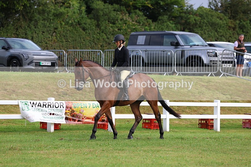 3E7A8064 - Class 2: Rising Star Large Hack/Riding Horse