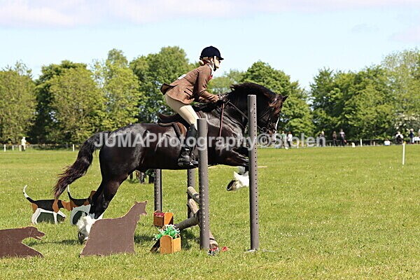 IMG_3693 - Working Hunter