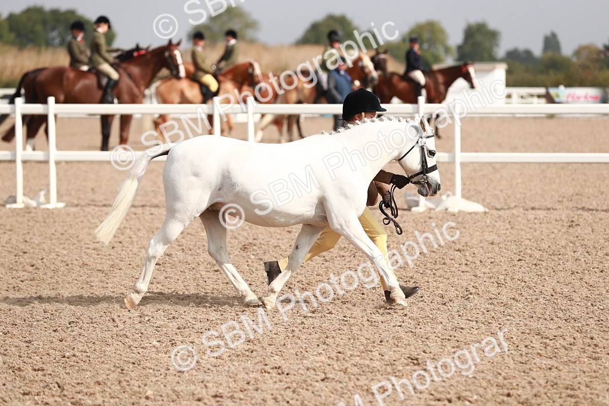 SBM_11149 - Class 205 IH Show Pony/ Show Hunter Pony