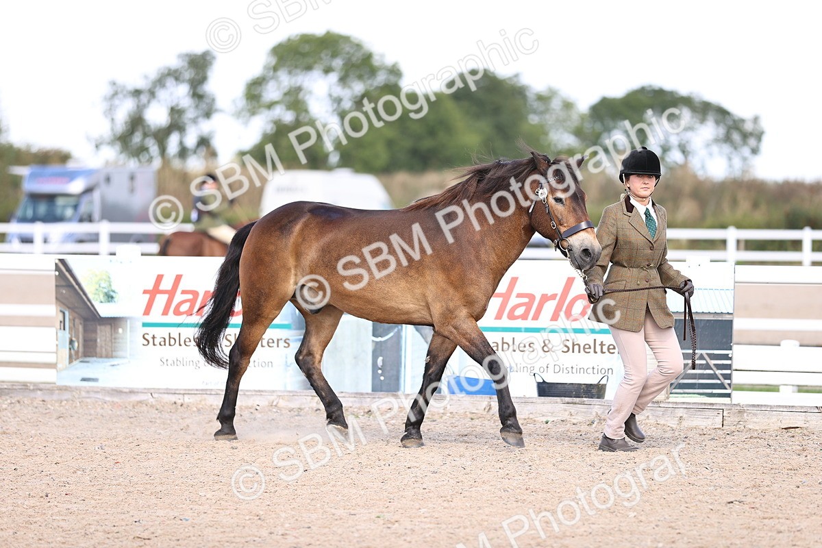 SBM_14366 - Class 412 - Handsomest Gelding (IH or Ridden)Adult