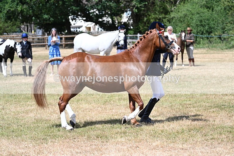 WJ7_1583 - Class 4 Prettiest Mare up to 14.2hh in hand
