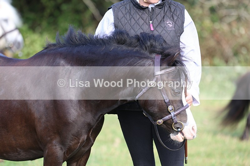 3E7A3209 - Class 12: M & M Small Breeds