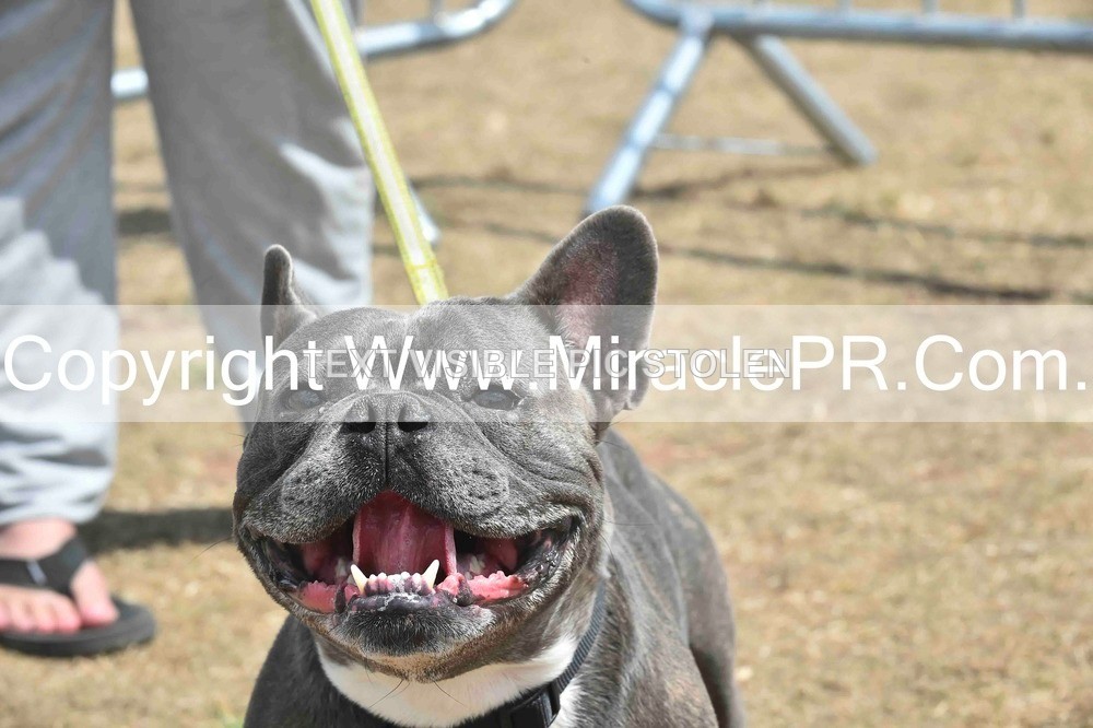 SH4_0076 - Dog show.