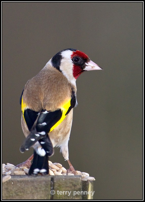 Goldfinch 1 - Cardeulis cardeulis - Birds