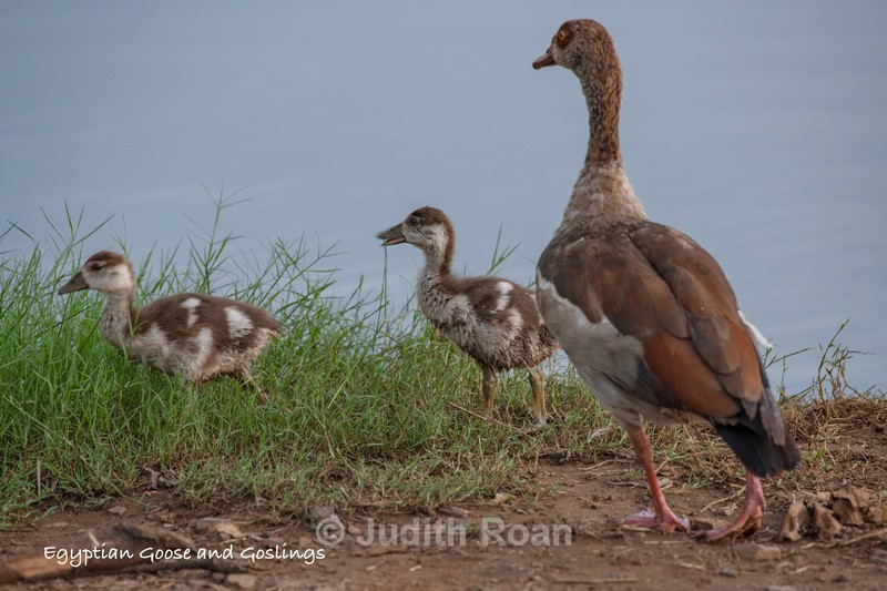  - South Africa Birds and Mammals