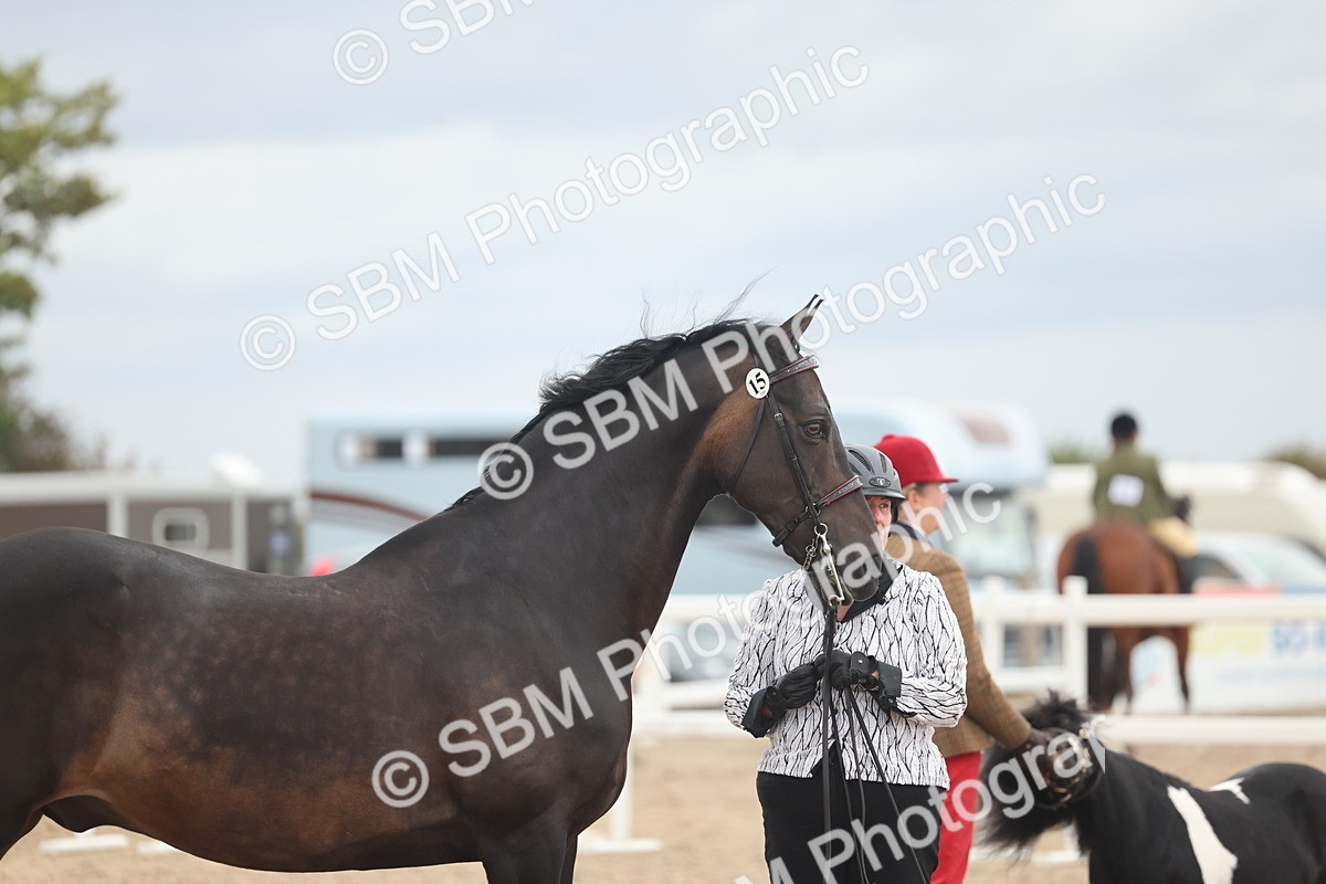 SBM_19308 - Class 317 - IH Pure Bred Horse-Pony