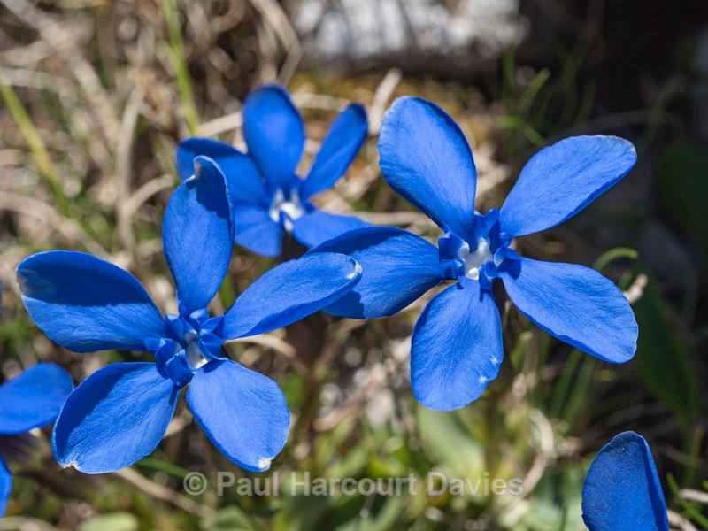 Spring Gentian (Gentiana verna) - Wild Flowers - 1