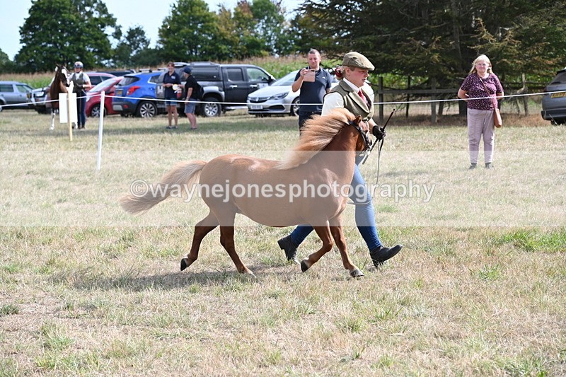 WJ6_6959 - Class 21 Shetland & Mini Horses