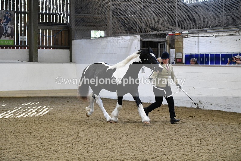 WJ5_3440 - Class 1 Youngstock