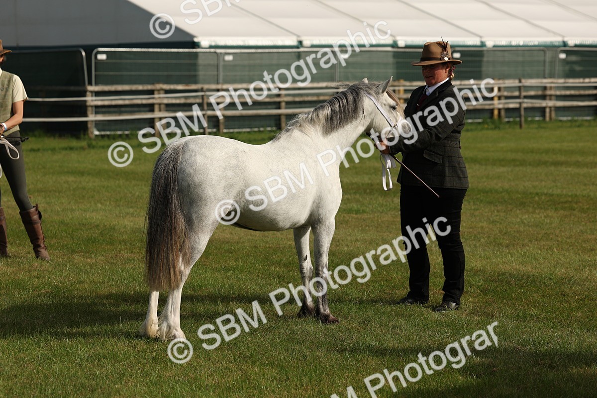 SBM_00578 - Class 6-13 - Mountatin and Moorland In Hand Welsh Breeds