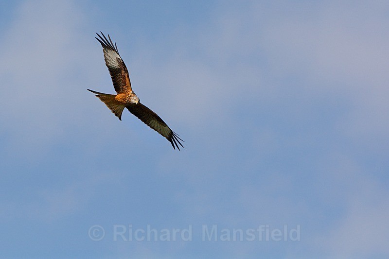  - Red Kites