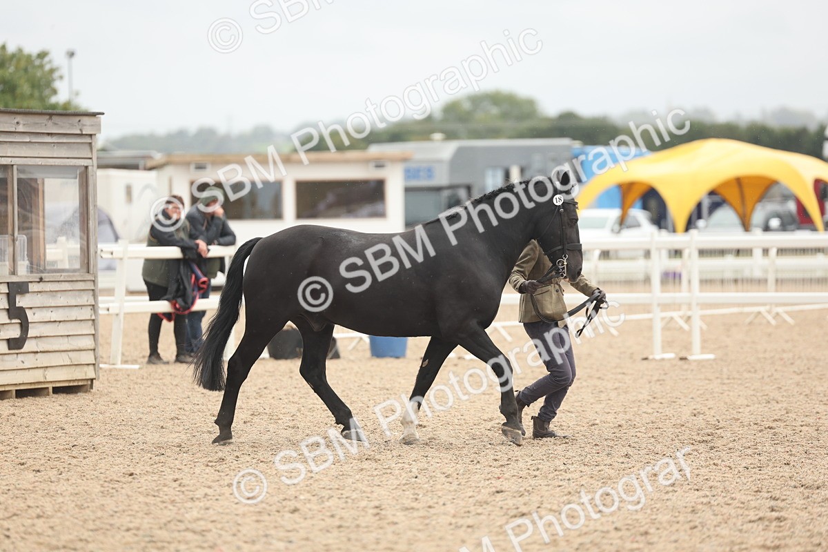 SBM_19821 - Class 318 - IH Part Bred Horse-Pony