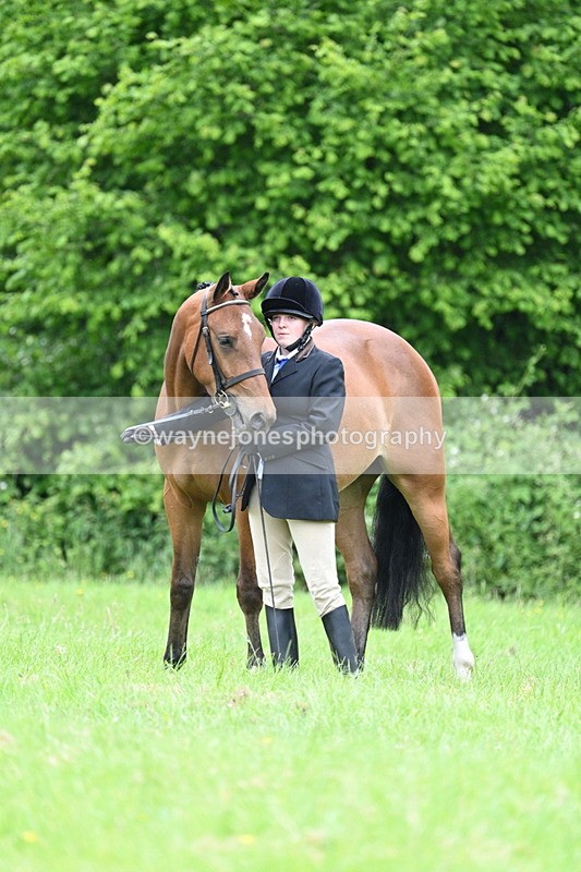 WJ7_3768 - Class 14A Handsome Gelding