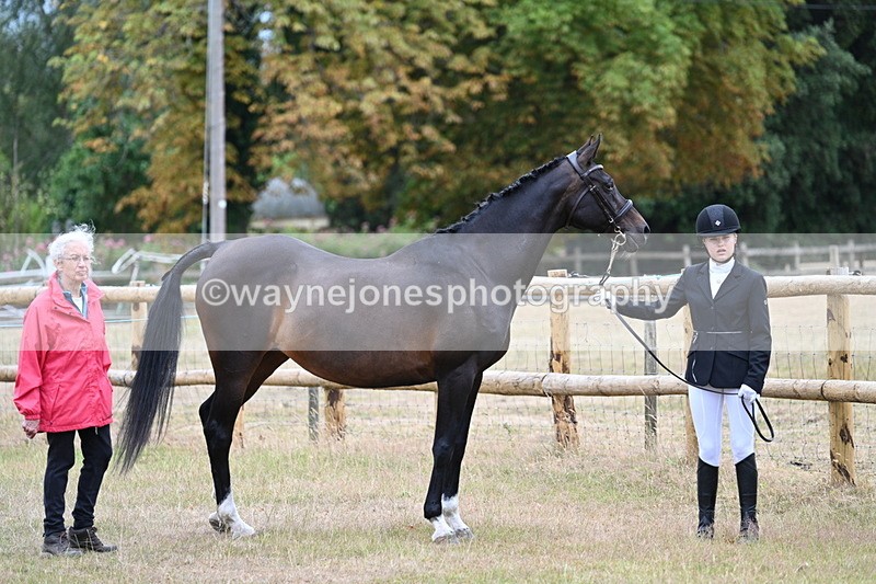 WJ7_8973 - Class 4a Prettiest Mare 14.2hh and over