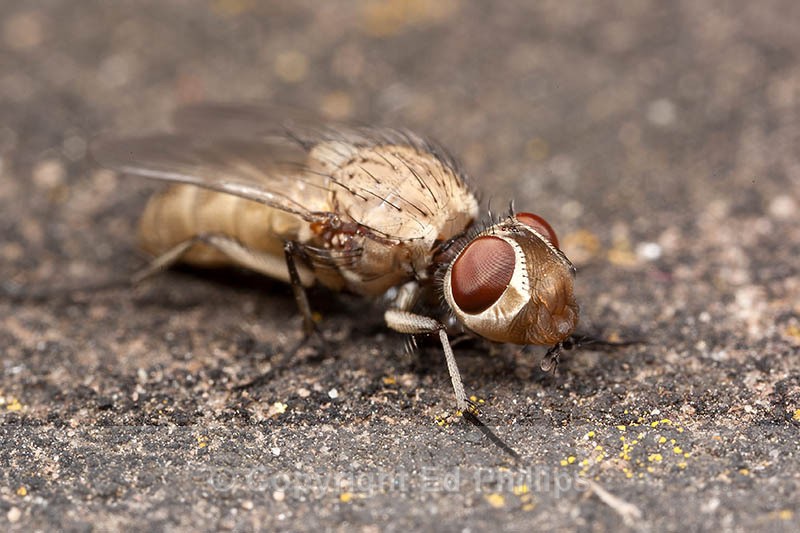 Leucophora Fly - Leucophora