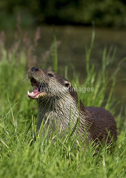 River Otter - United Kingdom