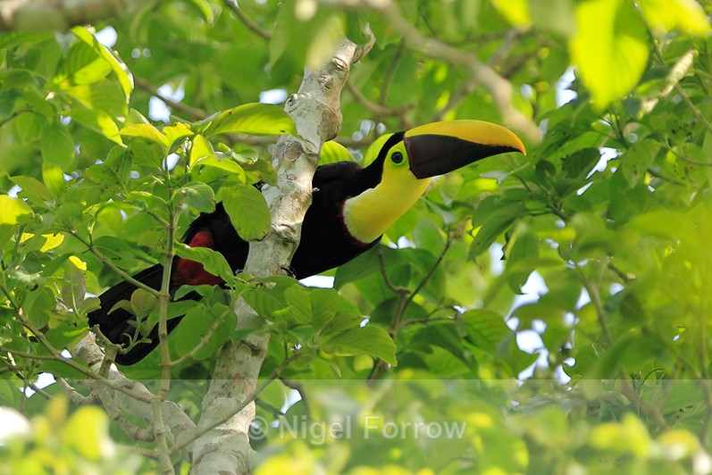 Yellow-throated Toucan perched high in a tree at Leaves and Lizards - Yellow-throated Toucan