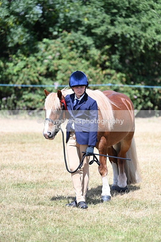WJ7_2276 - Class 5 Most Handsome Gelding (up to 14.2hh) in hand