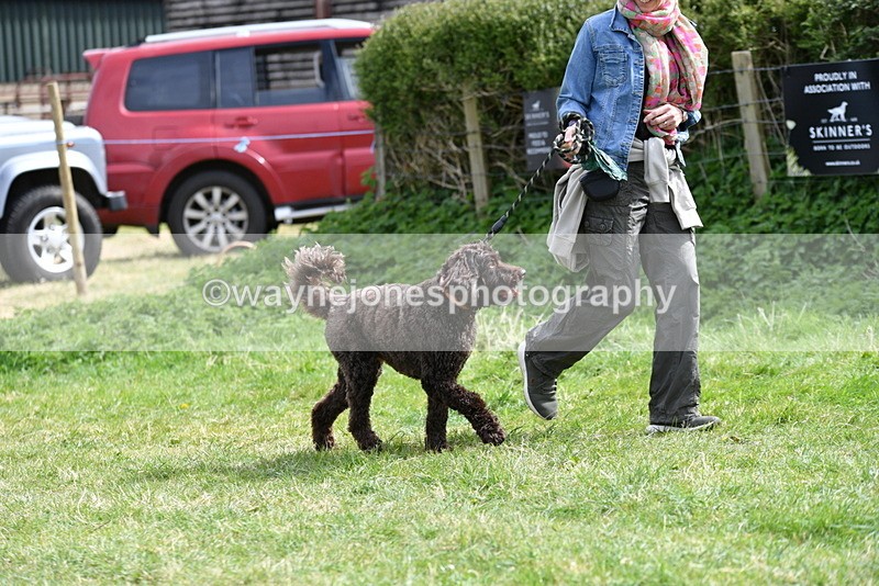 WJ5_9601 - Class 3 Most Handsome Dog