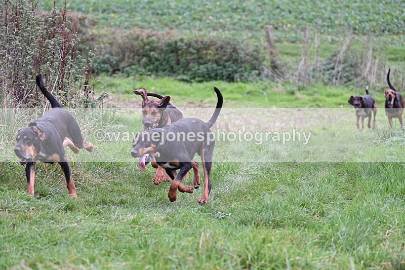 WJ7_8909 - Camera 1 only on this line