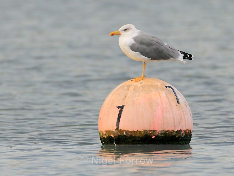 Yellow-legged Gull standing on a buoy at Farmoor Reservoir - Yellow-legged Gull