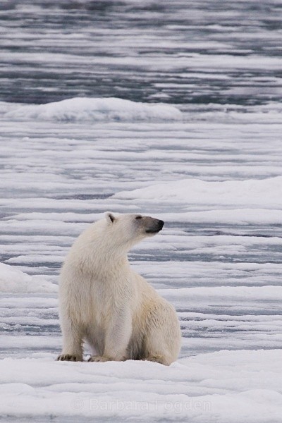 Polarbear 8593 - Wildlife