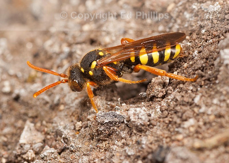 N. goodeniana (f)