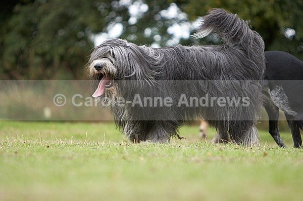  - Tendring Agility Group- St Osyth Summer Fete