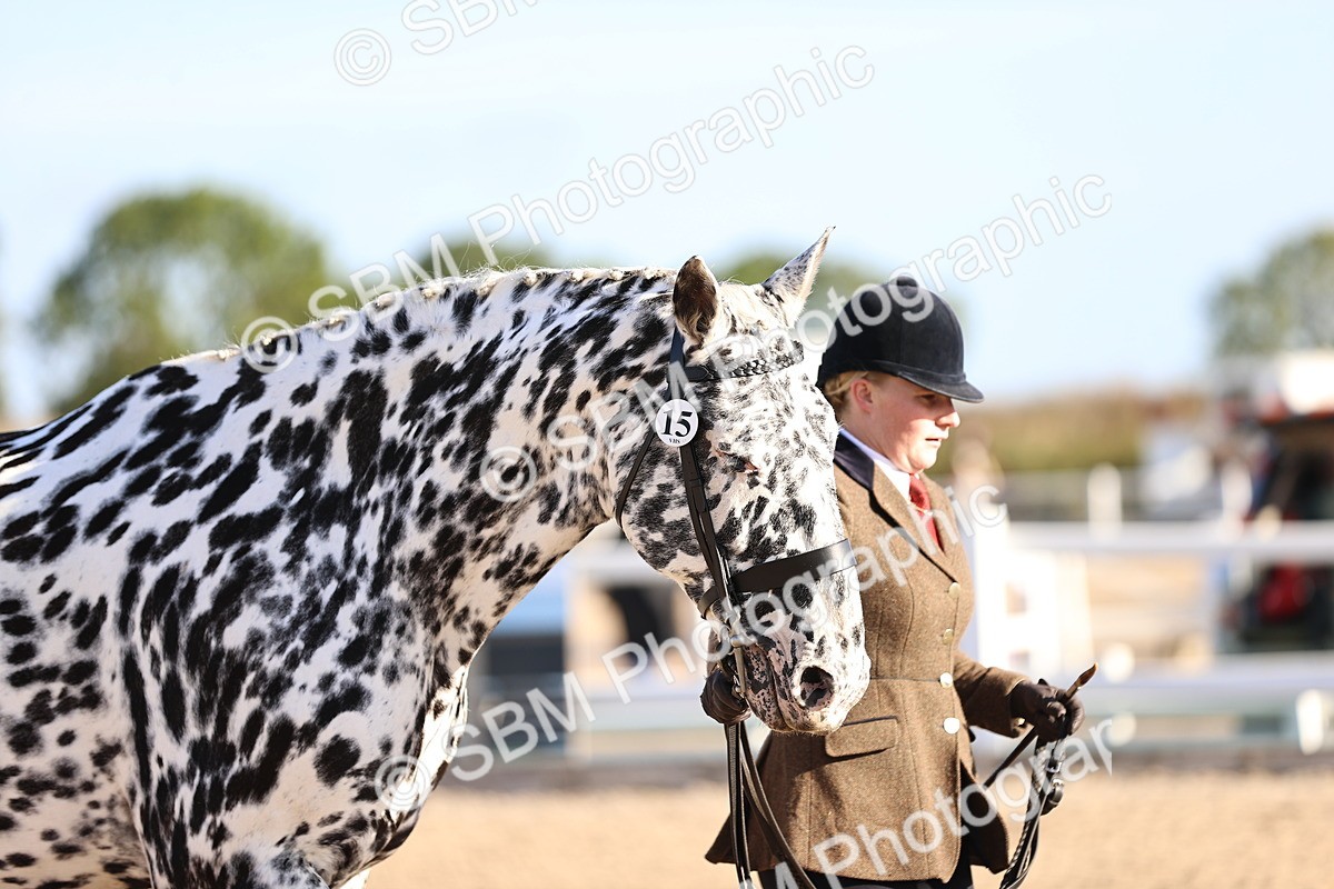 SBM_08375 - Class 401 - IH Veteran Horse