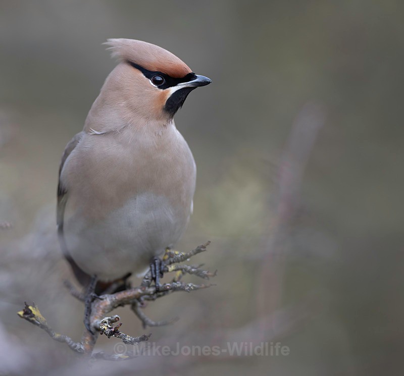 WAXWING HALKYN 23 - WAXWINGS. February 2024 [Halkyn Mountain, North Wales. UK ]