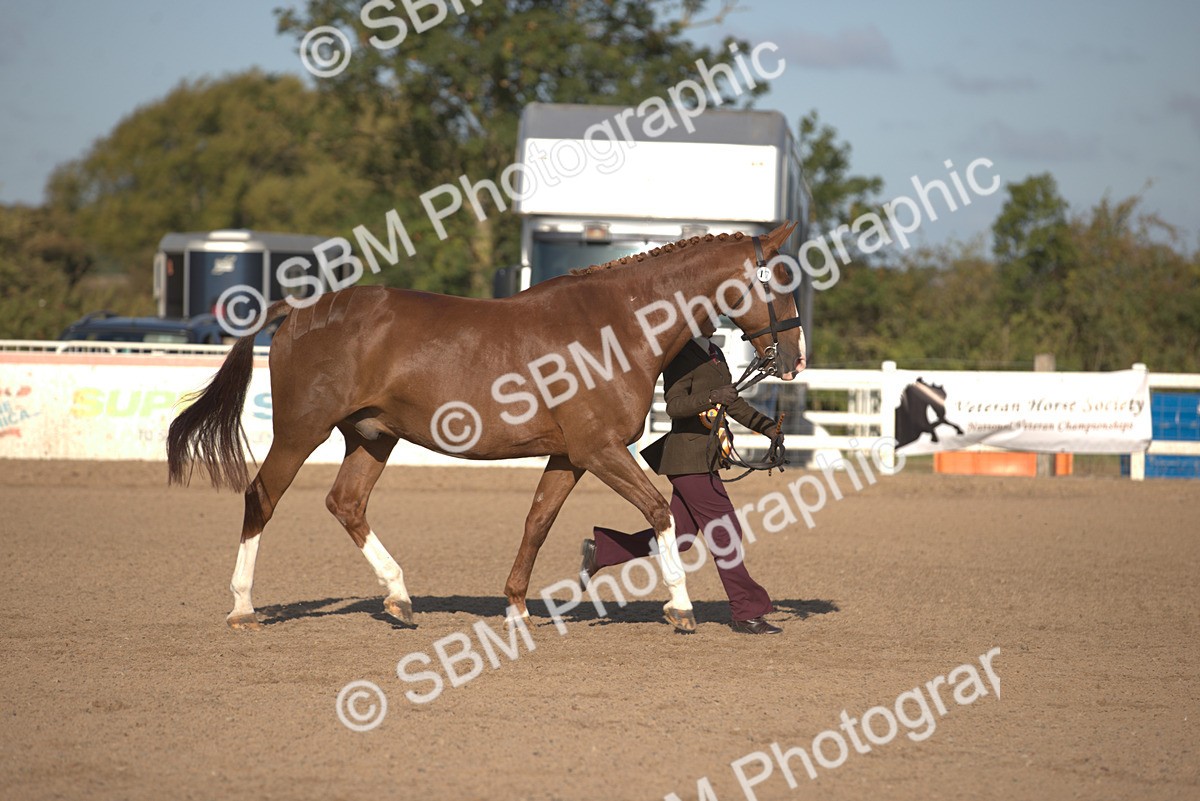SBM_08396 - Class 401 - IH Veteran Horse