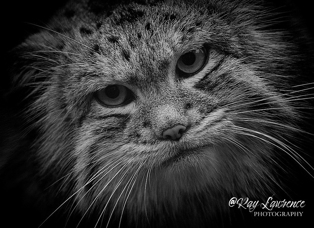 129 pallus cat - Monochrome Zoo
