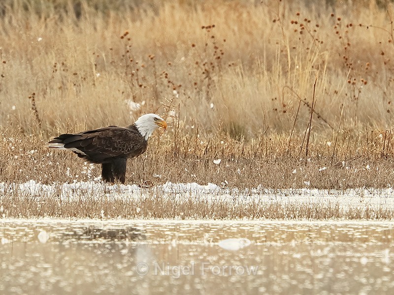 Bald Eagle, Bosque del Apache, New Mexico - Bald Eagle