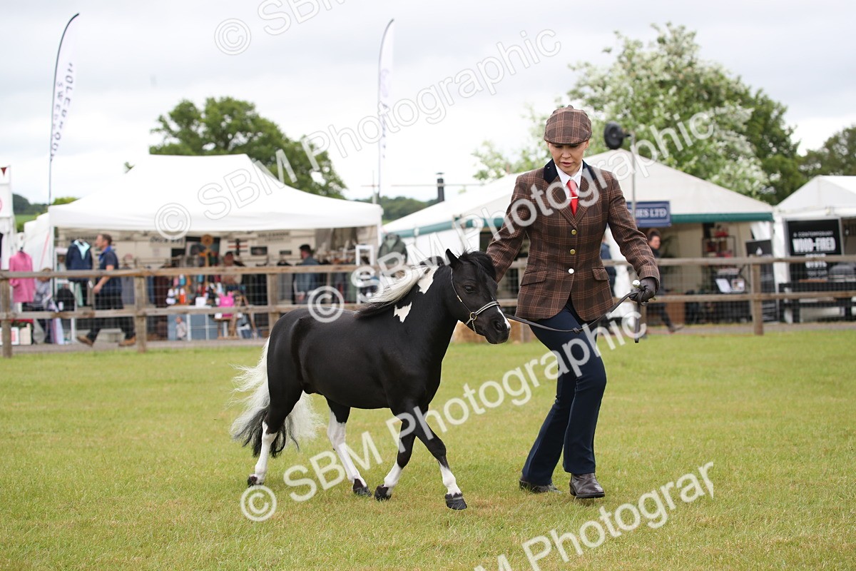 SBM_03721 - Class 23-25 - British Miniature Horse of the Year