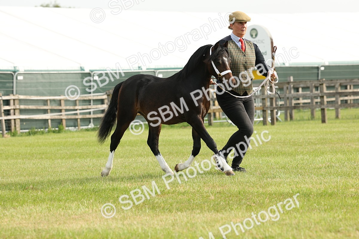 SBM_00438 - Class 6-13 - Mountatin and Moorland In Hand Welsh Breeds