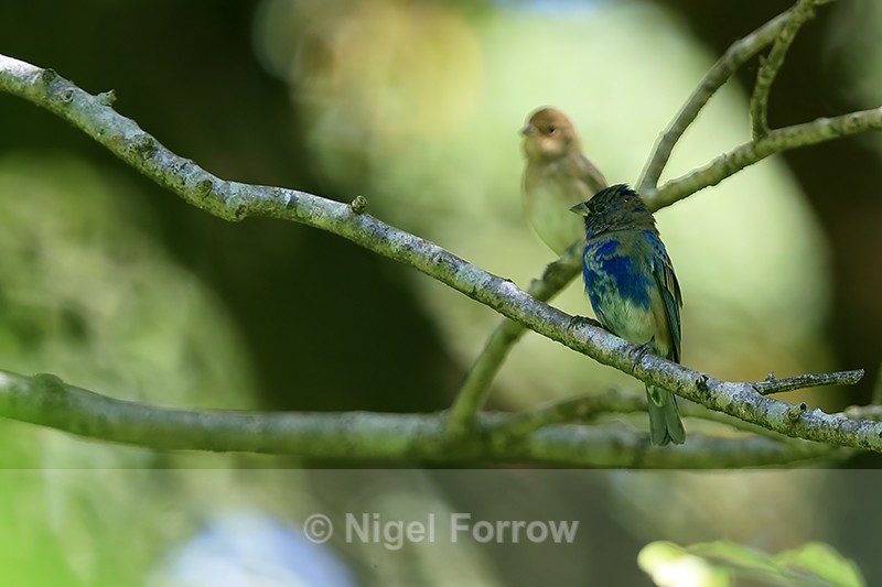Indigo Buntings (male and female), Heredia, Costa Rica - Indigo Bunting