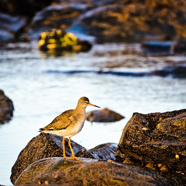 Common redshank - Birds